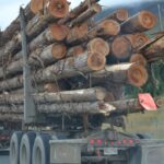 logs, tree trunks,  transportation,  industry, truck,