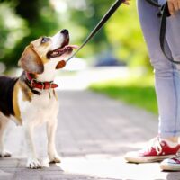 Young woman with Beagle dog in the park