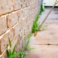 Spraying weed killer herbicide to control unwanted plants and grass on a backyard. Building exterior