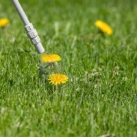 Dandelion weed in lawn, spraying weed killer herbicide. Home law